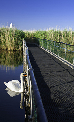 Wetlands-with-swan P